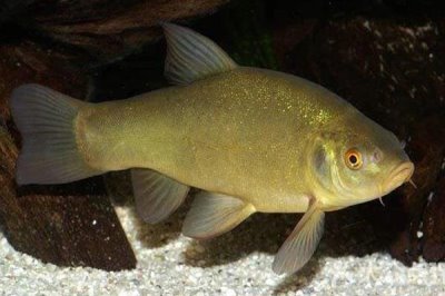 丁桂鱼的养殖技术，培育池通常在2-3亩比较合适