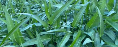 6月份适合种植什么农作物，适合种甘蓝、空心菜和辣椒等