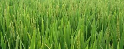 磷钾肥使用过量对水稻的影响，缺钾时会造成抽穗困难、籽粒干瘪等