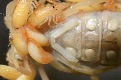 蝎子一年可以繁殖几次，1年可以繁殖2次