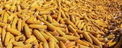 玉米的亩产量,会受到品种、种植地区等条件的影响