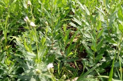 小蓟是什么植物，是多年生草本植物