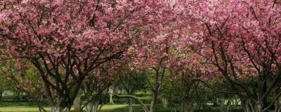 哪里可以购买海棠树,可在山东、江西等省份的苗木市场购买