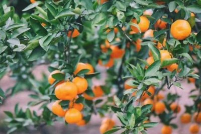 橘子什么时候最甜,夏季和秋季最甜