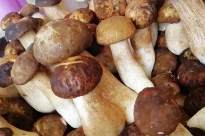 农村珍稀食用菌品种，这5种发展前景一片大好