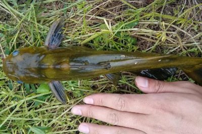 昂刺鱼是什么鱼,是我国常见的淡水鱼类