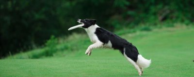 让狗狗学会飞盘训练方法,先培训狗狗对飞盘的兴趣