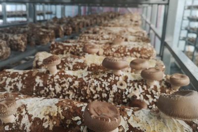 蘑菇土法施肥方法,以下9种可以尝试