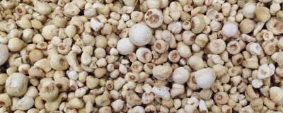 母猪半夏是什么植物，是多年生宿根草本植物