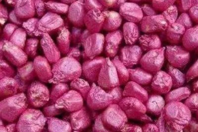 玉米丝黑穗病介绍,雄性花器变形是典型症状