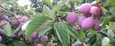 黑霸王李子苗的价格,一棵需要3-6元左右