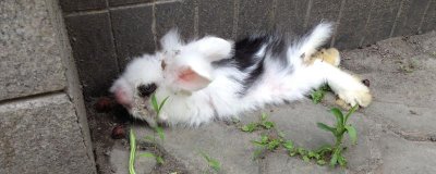 兔子患有肠胃炎的症状,早期会出现食欲不振、消化不良等