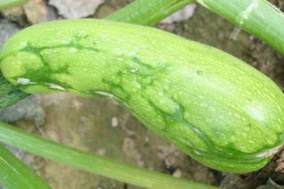 西葫芦畸形瓜怎么防治,调节温度可减少畸形瓜的数量