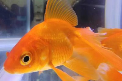 小金鱼吃什么能延长存活时间,不同生长阶段需要的食物有区别