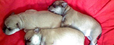 小狗出生几天就会走路,一个月左右的时候便会走路