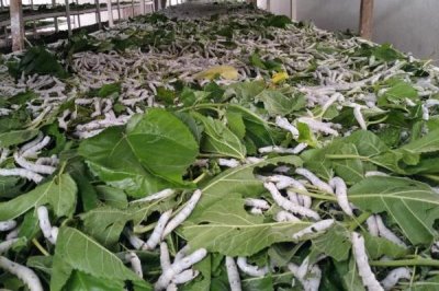 蚕屎能做肥料吗,蚕粪可以直接用作肥料使用