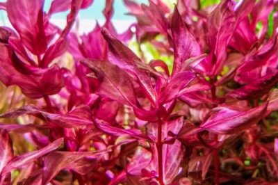 红蝴蝶水草好不好养，栽培有一定难度