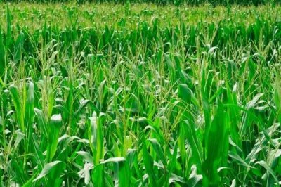 TT66玉米种简介，中抗茎腐病