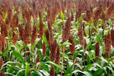 高粱常见的病害,不同病害的防治方法不同