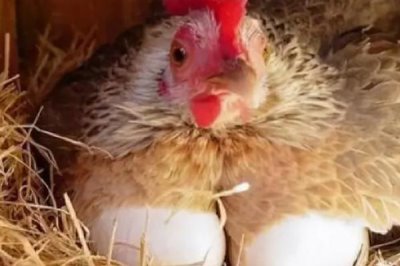 鸡下蛋自己吃了是怎么回事,是母鸡矿物质营养不足导致的