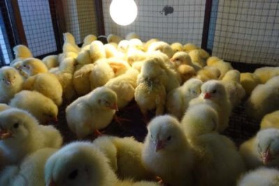 鸡互相啄毛吃的原因，可能是蛋白质不足或温度过高所致