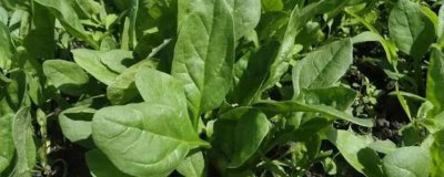 菠菜的种植时间,春菠菜在3月播种