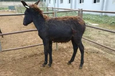 德州驴怎么育肥,一般育肥3-5个月