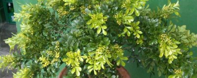 米兰怎么养，每次花谢后可以追肥一次