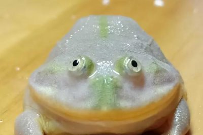 宠物青蛙的食物,可饲喂蚊子、苍蝇、蝗虫等动物性活饵