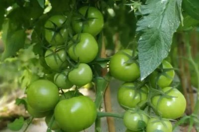 西红柿施肥要注意什么,有机肥一定要腐熟且适量