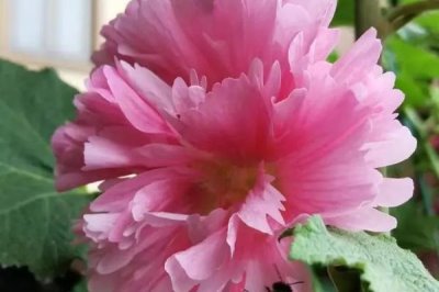 怎么修剪盆栽芙蓉花,可以在11月和3月份进行