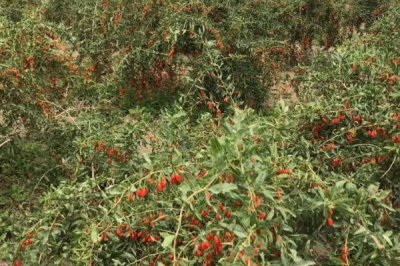 枸杞在哪里有产,我国宁夏是全国范围内最大的产地