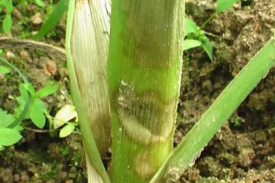 玉米脱肥症状，缺氮时叶尖黄化、缺磷时叶片边缘呈浅紫色、缺钾时叶尖呈烧焦状