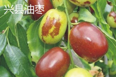 山西省山阴县的特产，包括山阴油炸糕、山阴荷藕、山阴燕麦等种类
