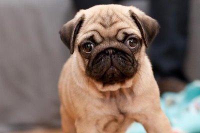 巴哥犬如何喂养,得时刻注意它的饮食