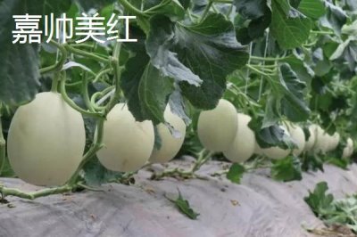 南方种甜瓜适合种什么品种,香妃、橙露、羊角蜜等品种皆可选择