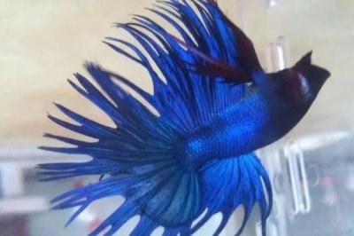 怎么养泰国斗鱼,建议用大点的水族箱