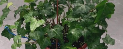 栽培常春藤的要点，每隔半月要追施一次复合肥