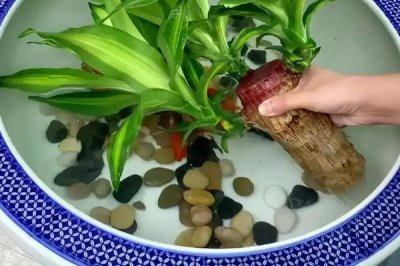 如何水培巴西木,每隔10天添加一次氮肥等肥料