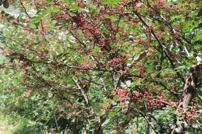 花椒种植市场是否已经饱和，调料需求基本已经达到顶峰