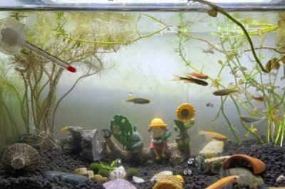 鱼缸有青苔怎么处理,需将鱼捞出并及时清理干净