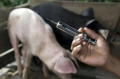 猪的食欲不好如何解决,需根据病因选择治疗方法