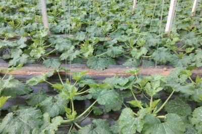 西葫芦畸形瓜怎么防治,调节温度可减少畸形瓜的数量