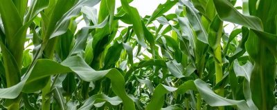 联研366玉米种简介，以充分发挥该品种的增产潜力