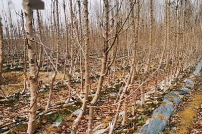 油桃如何施肥产量高,前期施肥以氮肥和磷肥为主