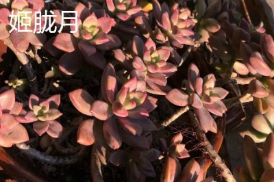 哪些多肉植物比较容易养,可选择姬胧月、虹之玉、冬美人等品种