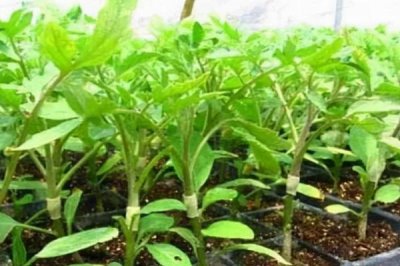 茄子中棚覆盖栽培的技术要点,生产上多采用大小行定植