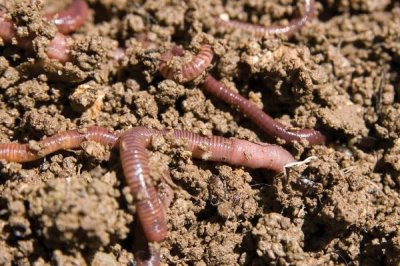 开春后的钓鱼时间,温度、气压和风向都是重要指标