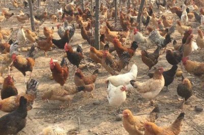 柴鸡的养殖注意事项,饲喂的时间一定要把握好