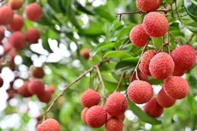 如何提高荔枝的产量,确保大部分花朵能进行授粉